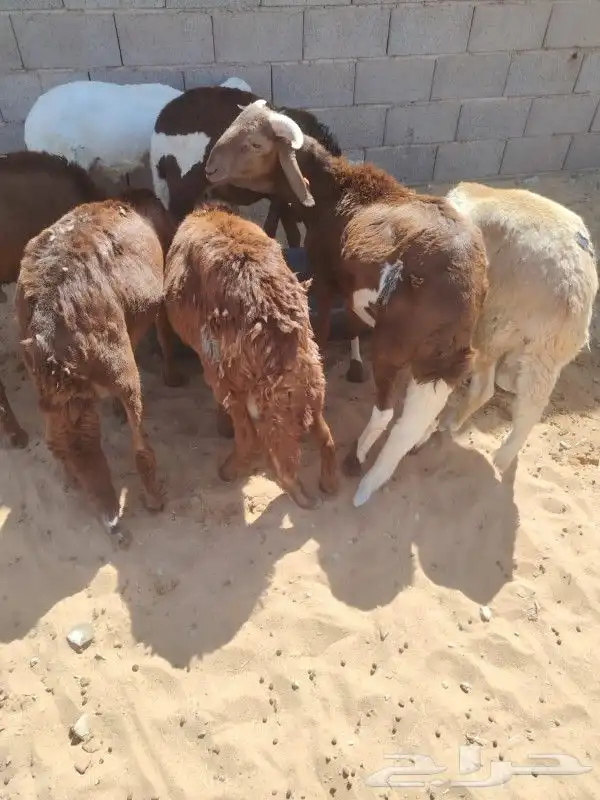 قعدان و نعيمي شبوك تبوك 2