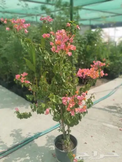 مشتل زراعي بالدمام 8
