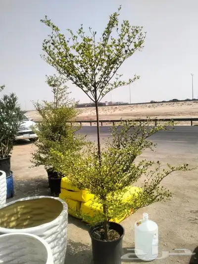 مشتل زراعي بالدمام 7