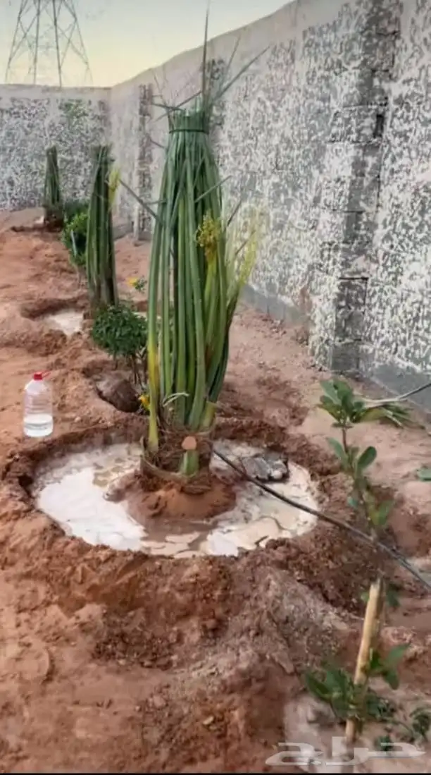 لجميع أعمال النخيل والواشنطني كما يوجد خرافين ذوخبره 3