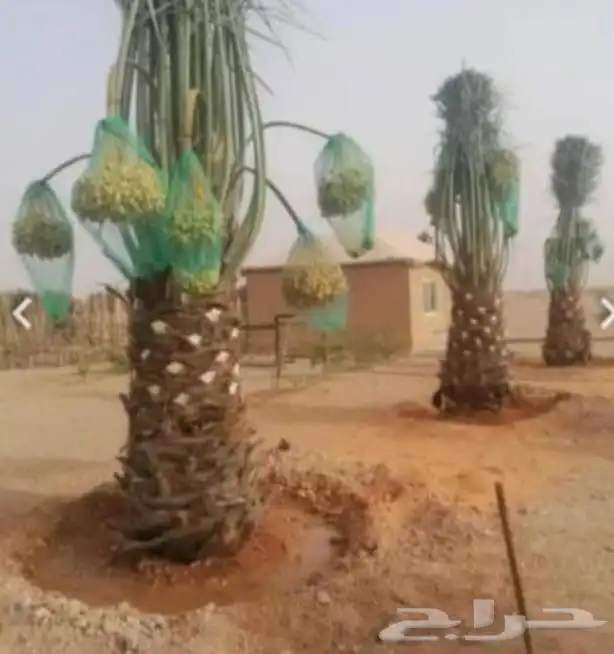 نخل طيب عربي وزينه 3