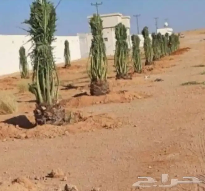 نخل طيب عربي وزينه 2