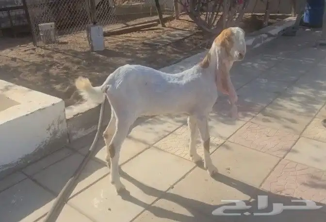جفره حجازيه هولنديه بيضاء 2