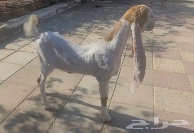 جفره حجازيه هولنديه بيضاء 0