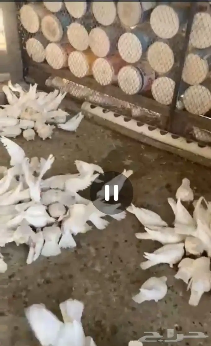 مشروع حمام 0