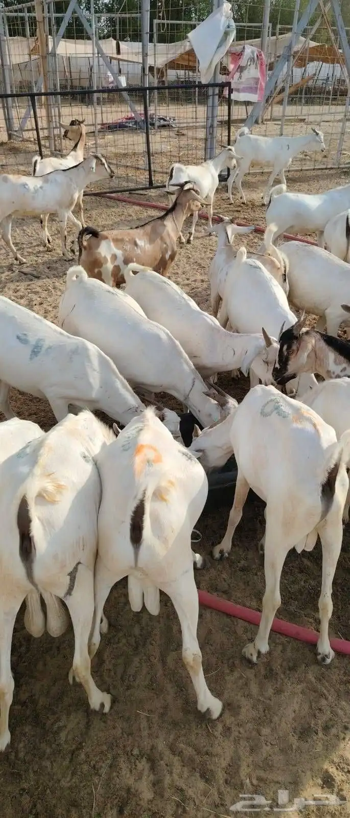 لتجار الجملة والملاحم متوفر تيوس صومالية ممتازة 0
