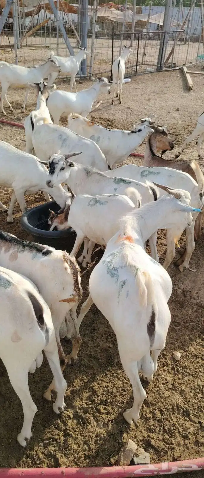لتجار الجملة والملاحم متوفر تيوس صومالية ممتازة 3