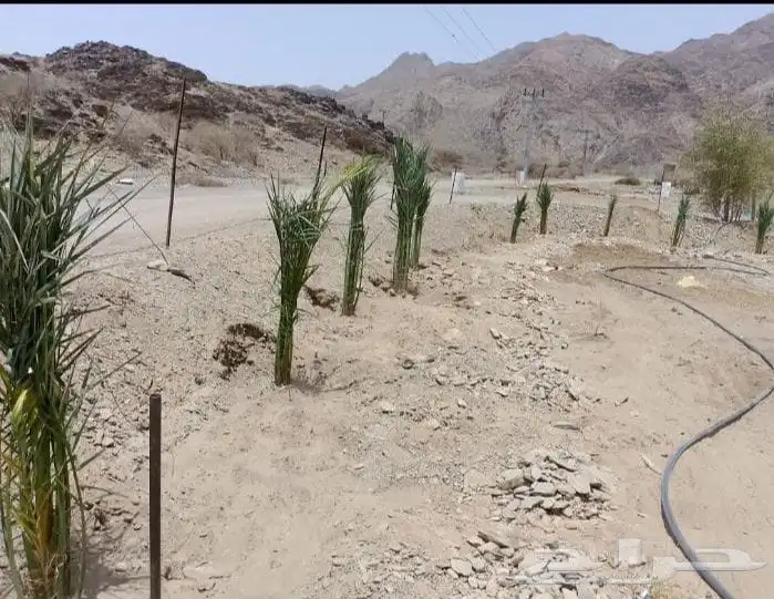ابوعمارلبيع الفسايل وغرسها ويوجدفسايل بكل انوعها 0