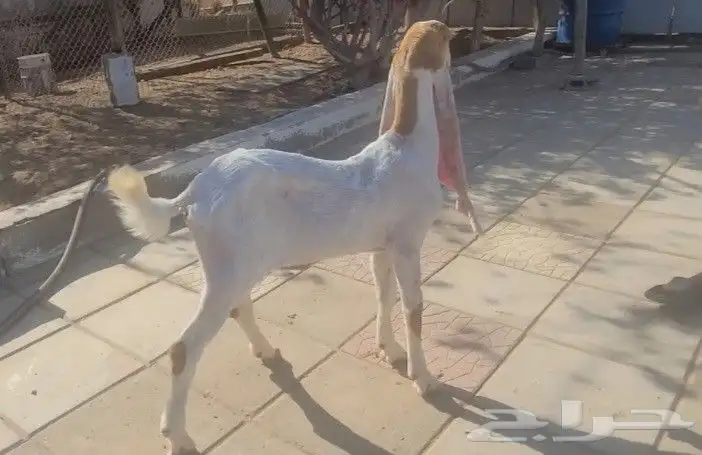 جفره حجازيه هولنديه بيضاء 1