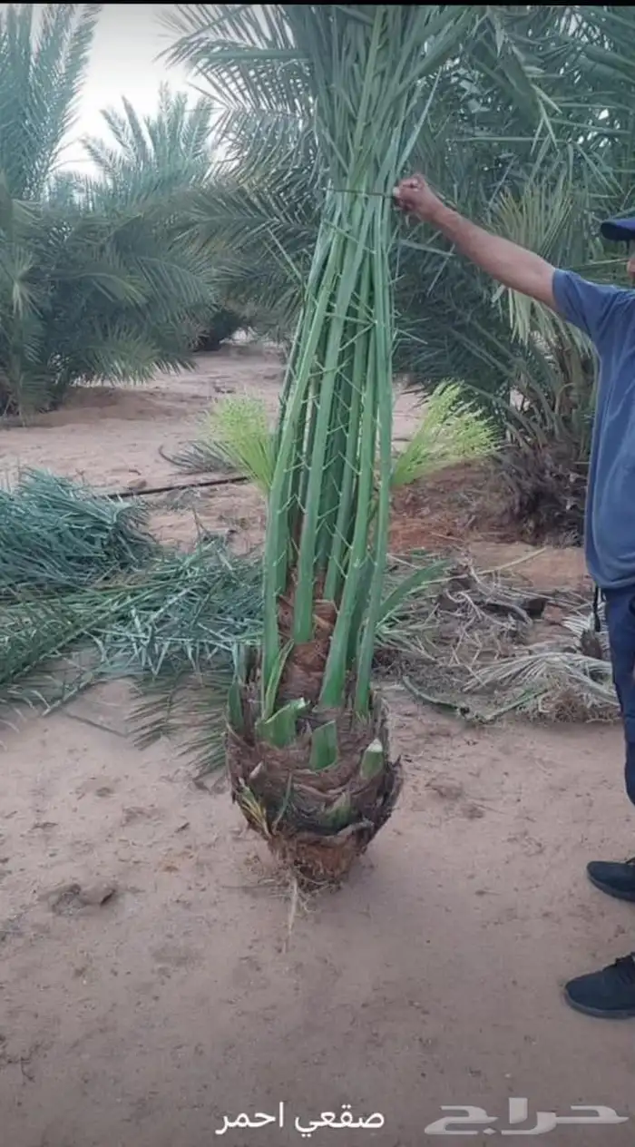 لجميع أعمال النخيل والواشنطني كما يوجد خرافين ذوخبره 2