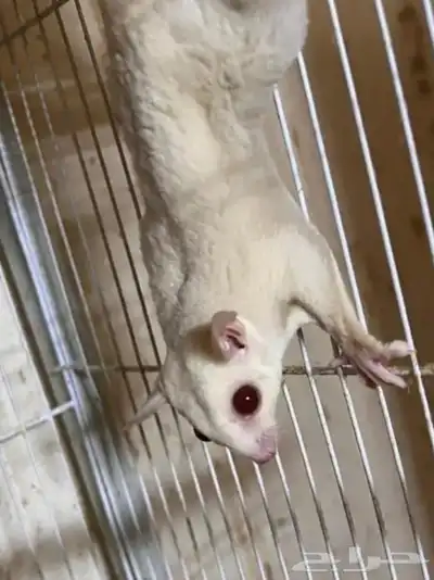 زوجان من السناجب 0