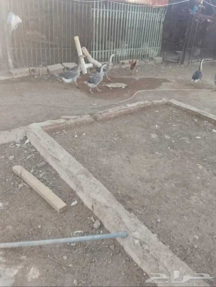 وز و بط و الخ الخ الخ 1