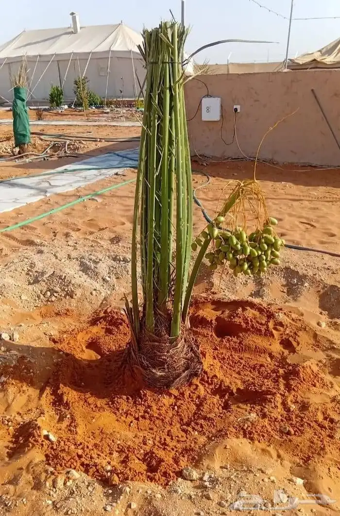 نخل طيب عربي وزينه 5