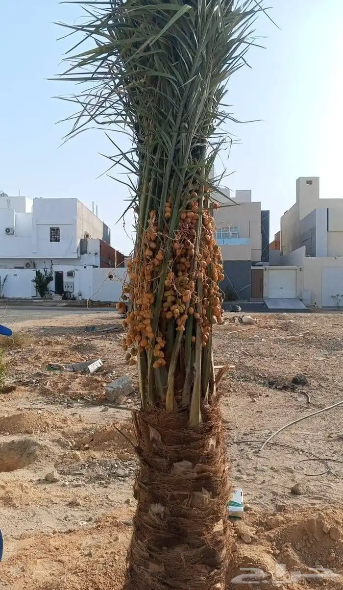نخل طيب عربي وزينه 4