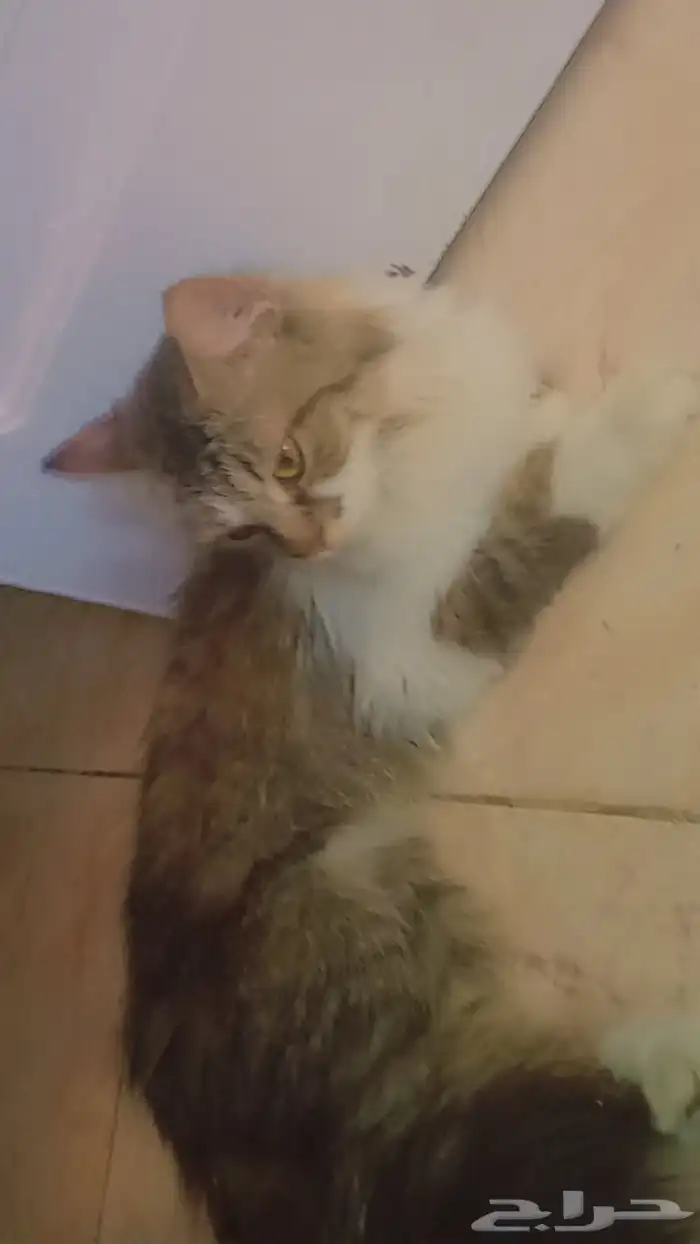 عندي 7 أغراض للبيع في صورة وقطوة 5