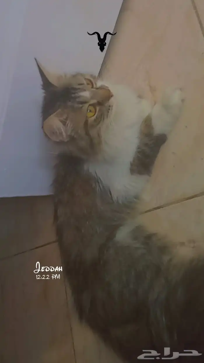 عندي 7 أغراض للبيع في صورة وقطوة 4