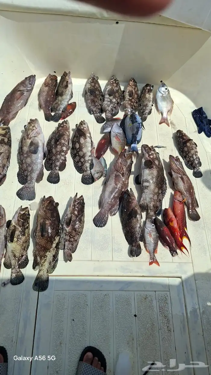 رحلات بحريه 0