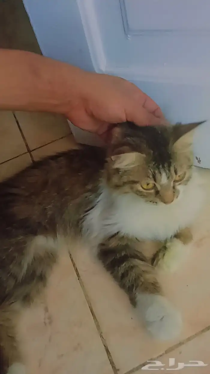 عندي 7 أغراض للبيع في صورة وقطوة 3