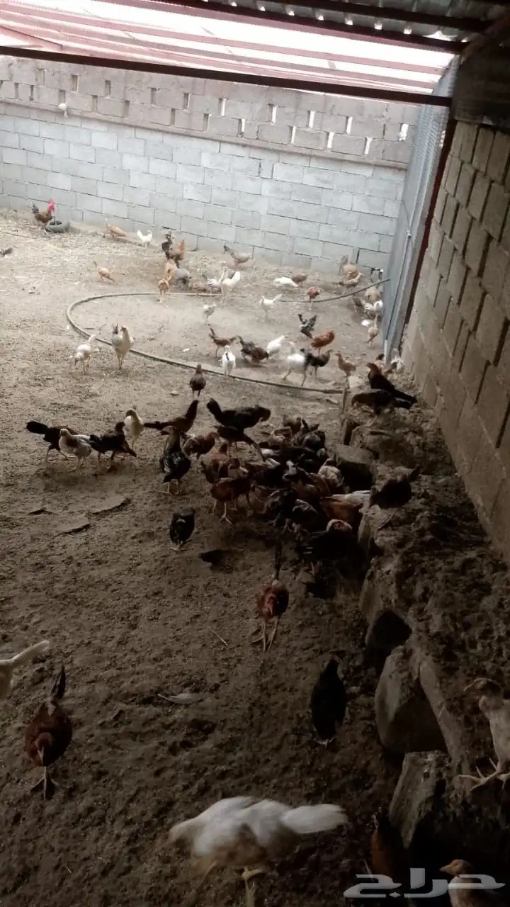 دجاج بلدي للبيع سليم وماخذ التخصين العمر من4شهور إلى 5شهور 1