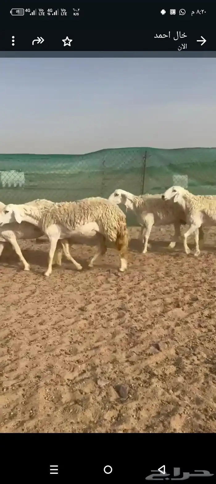 غنم حريات رخال طيبه صنف صنف طيبه 4