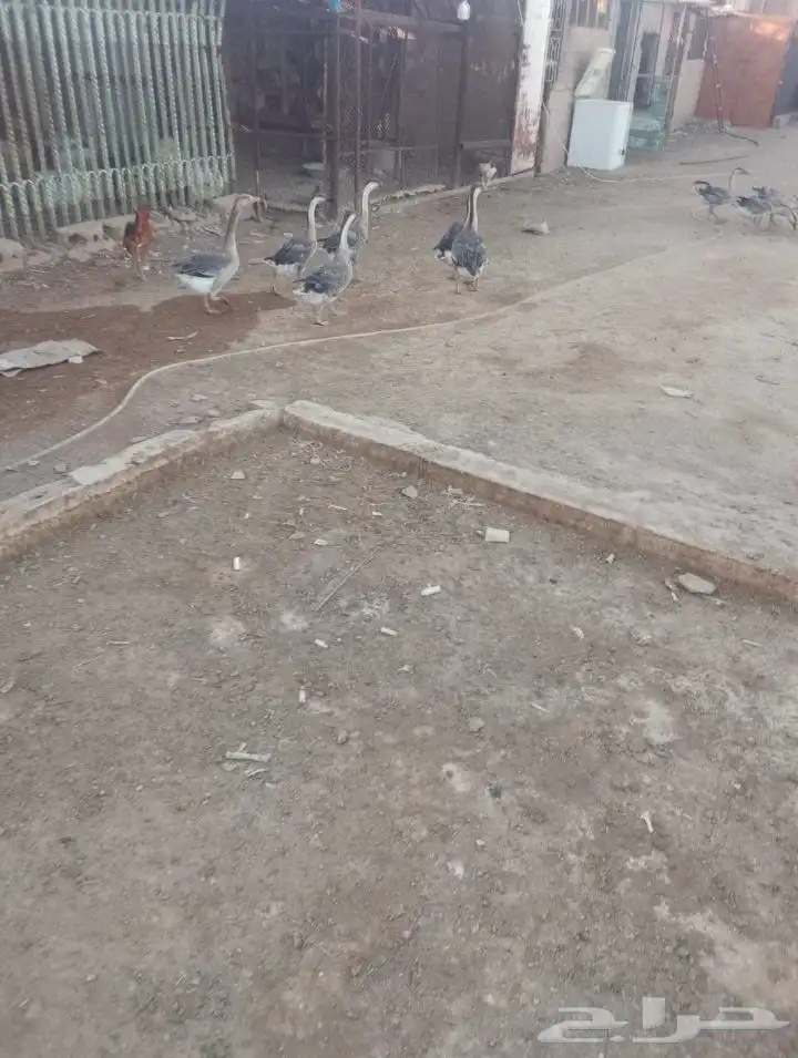 وز و بط و الخ الخ الخ 2