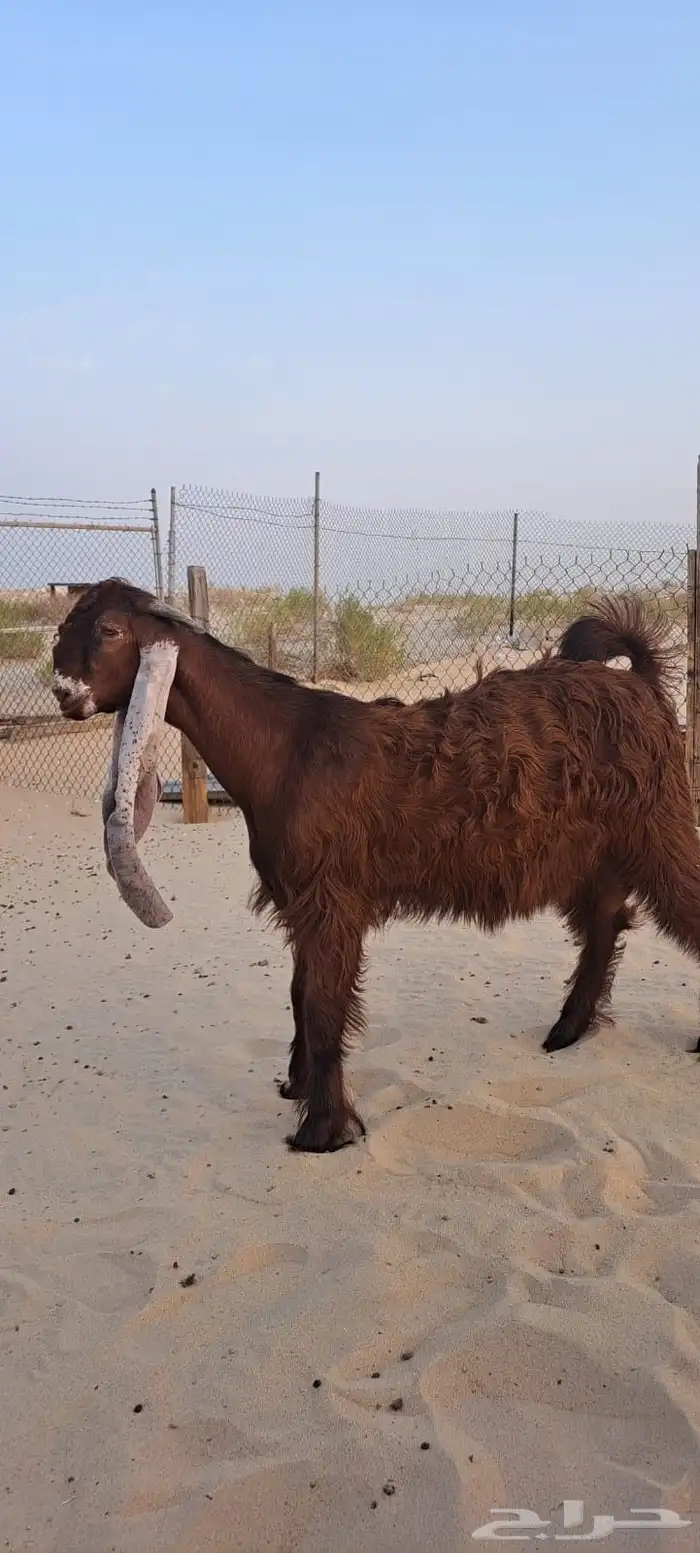 مشاريع فحول مشاريك 0