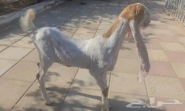 جفره حجازيه هولنديه بيضاء 6