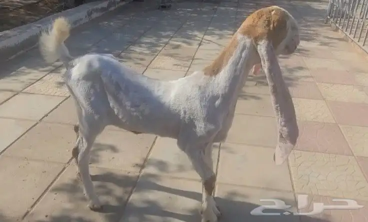 جفره حجازيه هولنديه بيضاء 6