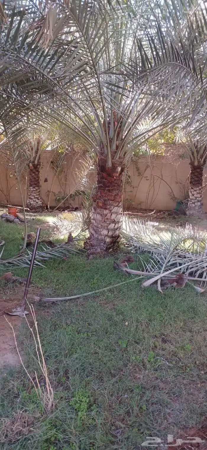 لجميع أعمال النخيل والواشنطني كما يوجد خرافين ذوخبره 7