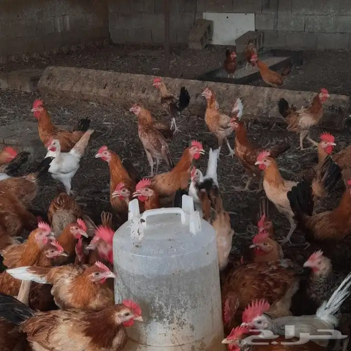 ديكه الموقع بحر ابوسكينه قريب من محايل عسير 0