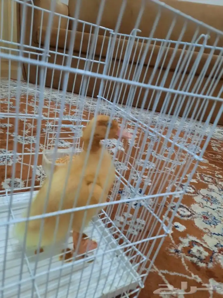 للبيع بطه بقفصها 2