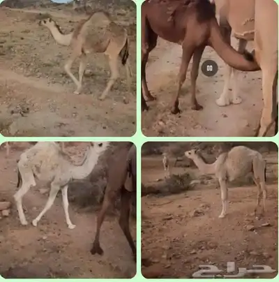 بكار وقعدان طيبه بريه 0