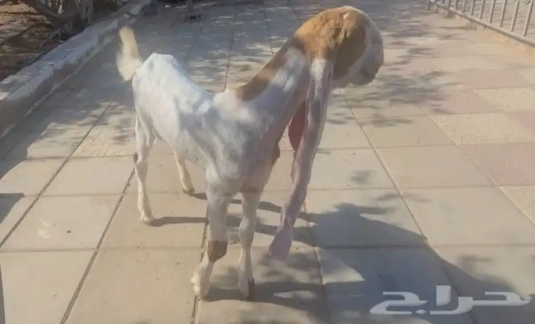 جفره حجازيه هولنديه بيضاء 4