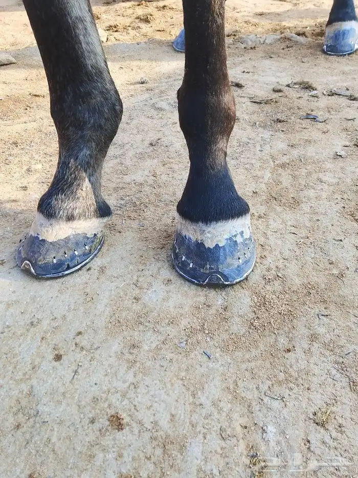 بيطار خيول 0