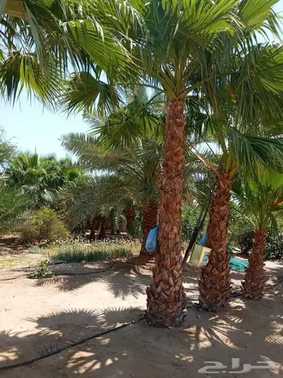 مزرع ابويوسف 6