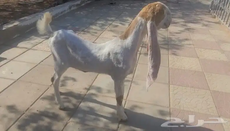 جفره حجازيه هولنديه بيضاء 3