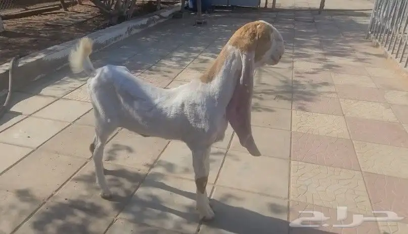 جفره حجازيه هولنديه بيضاء 5