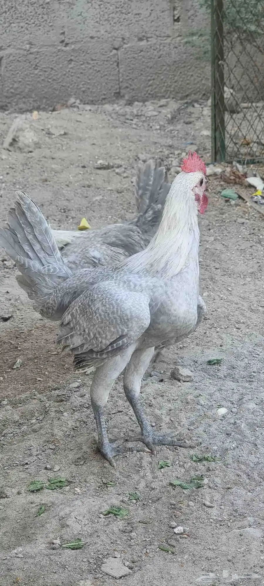 ديك فيومي المنيو 3