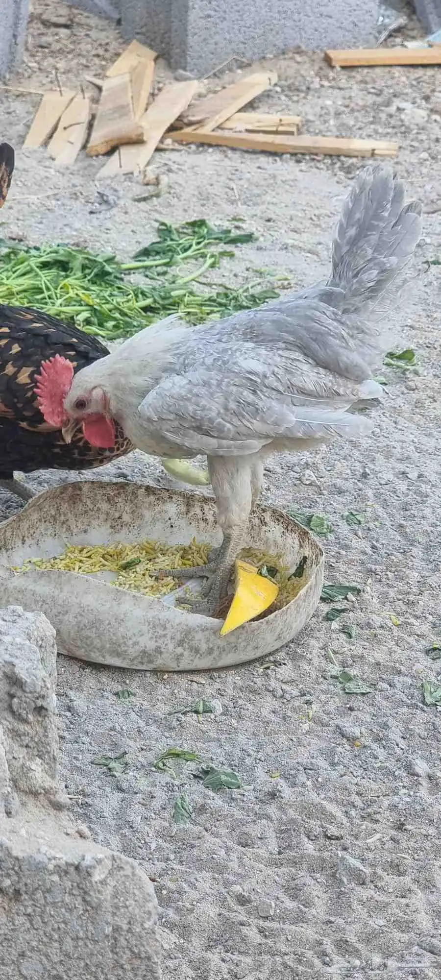 ديك فيومي المنيو 0