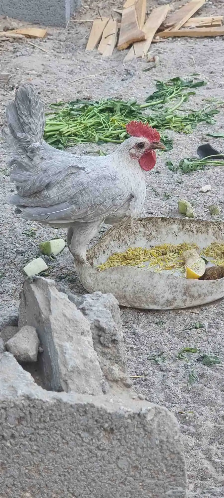 ديك فيومي المنيو 1