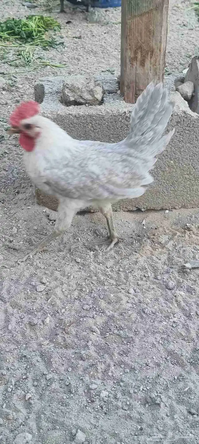 ديك فيومي المنيو 2