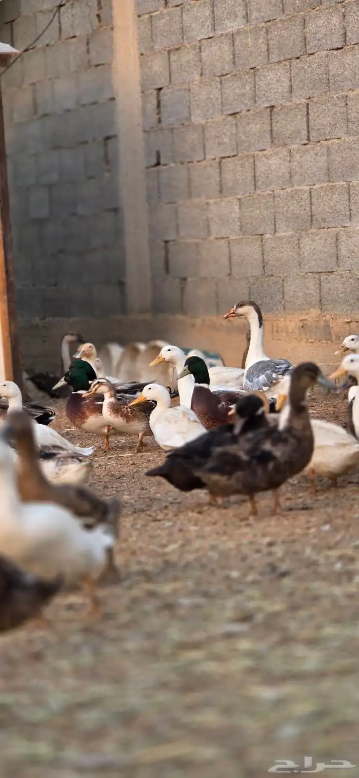 بط بكيني بط خضيري وز عراقي بط شرشري 3