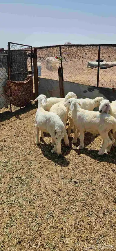 خرفان البيع تم البيع 1