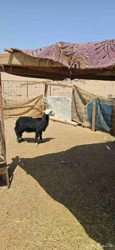 رخال نجديه 0