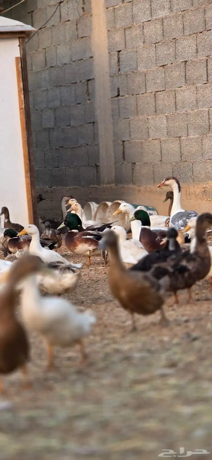 بط بكيني بط خضيري وز عراقي بط شرشري 4