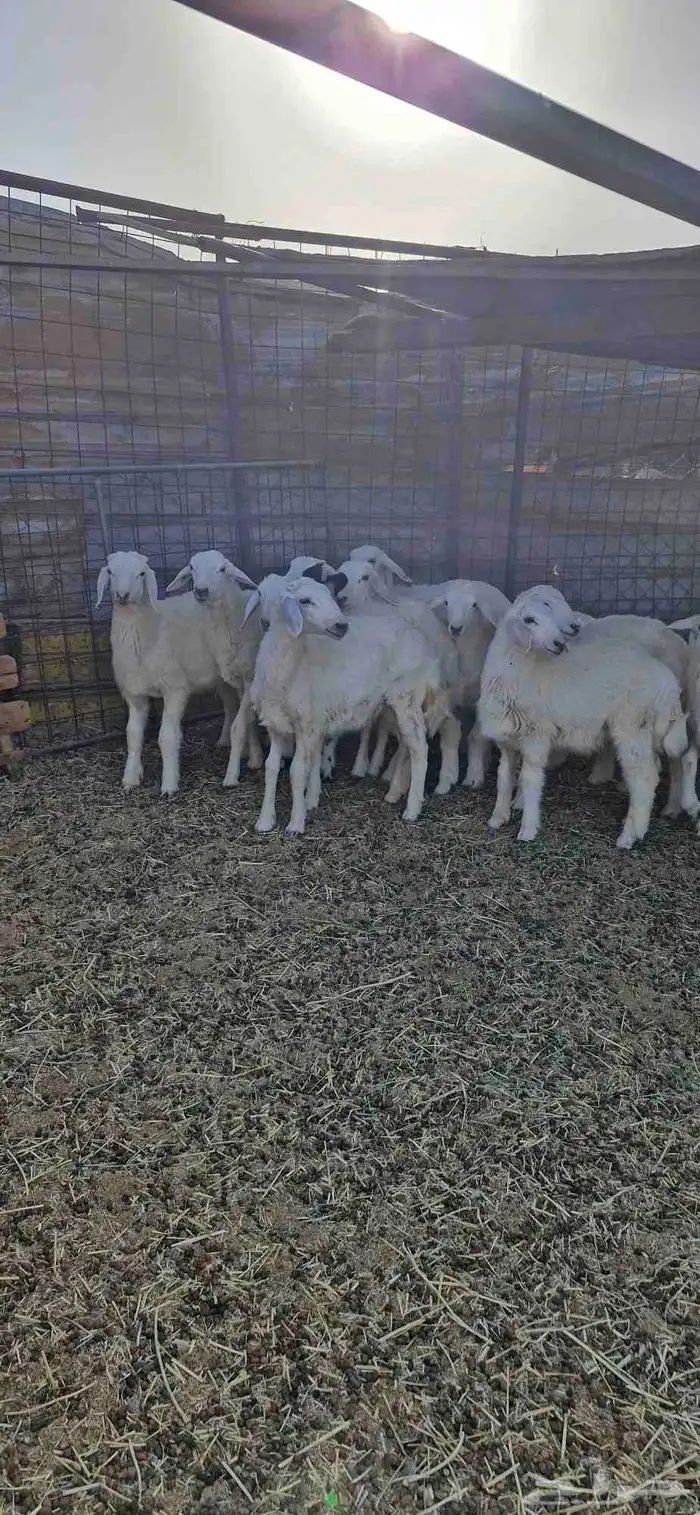 طليان ورخال آنتاج المراح 1