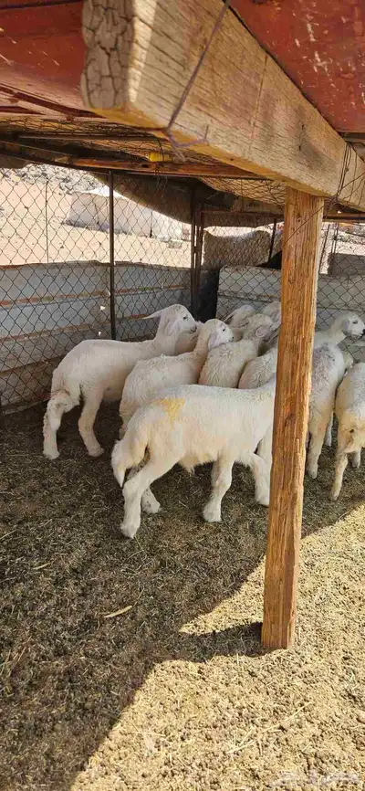 خرفان البيع تم البيع 3