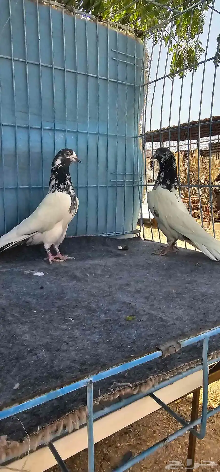 حمام باكستاني تيدي جنسرا 2