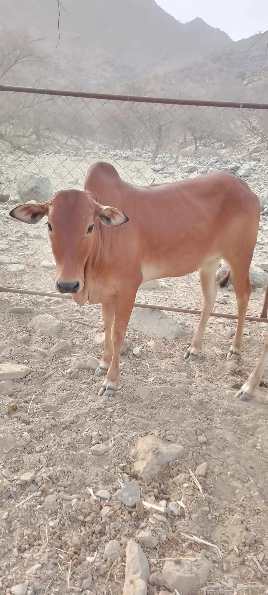 حسايل البيع 0