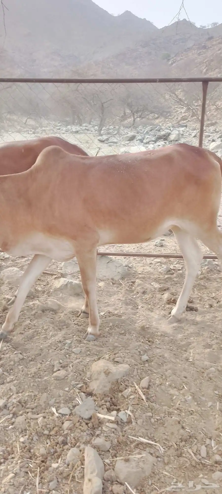 حسايل البيع 1